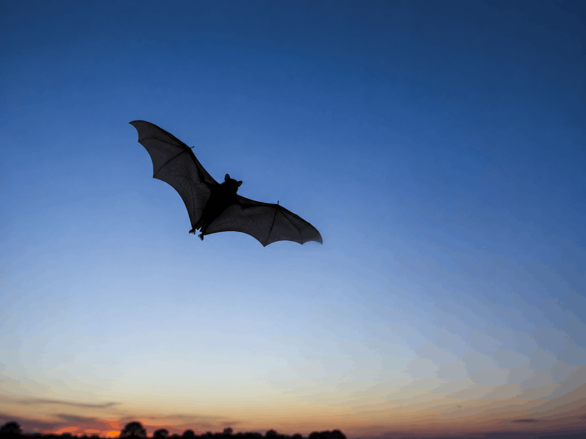 Chauve-souris en vol au crépuscule, ailes déployées