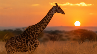 Tout savoir sur la girafe : l'animal le plus grand du monde