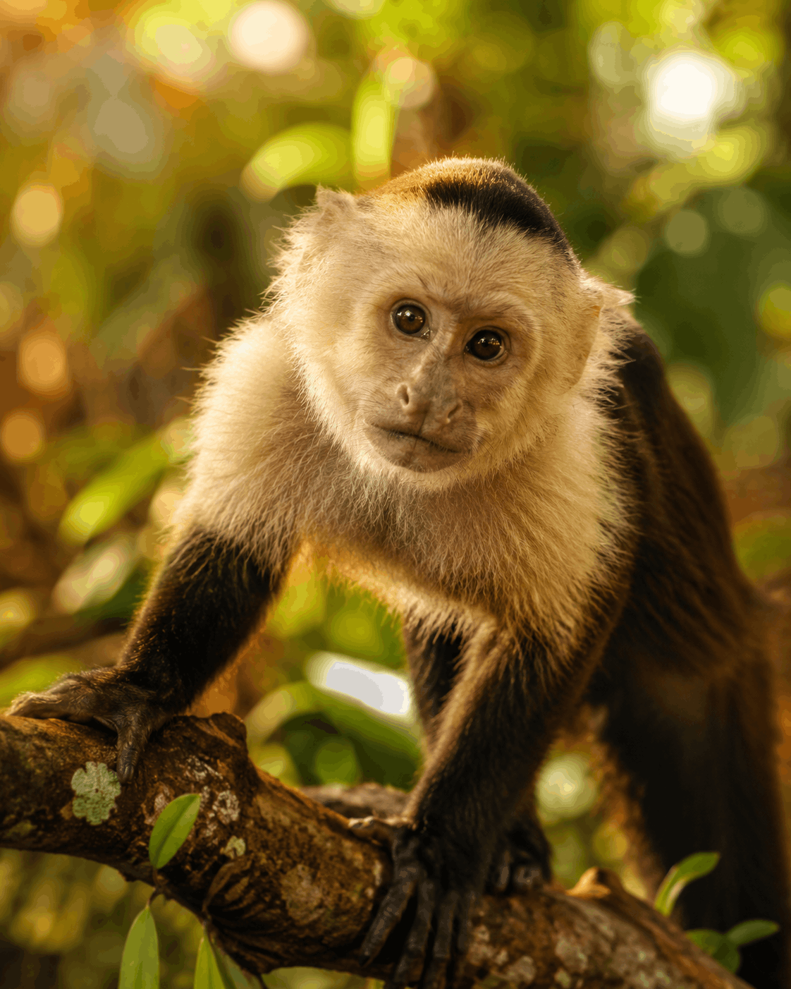 Gros plan d'un singe capucin sur une branche, illustrant la diversité des espèces de singes