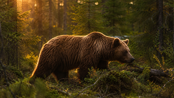 Ours brun dans une forêt boréale au crépuscule, ambiance puissante et naturelle