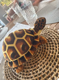Peluche tortue réaliste photographiée par un client