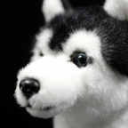 Peluche Husky Realiste - vue 2